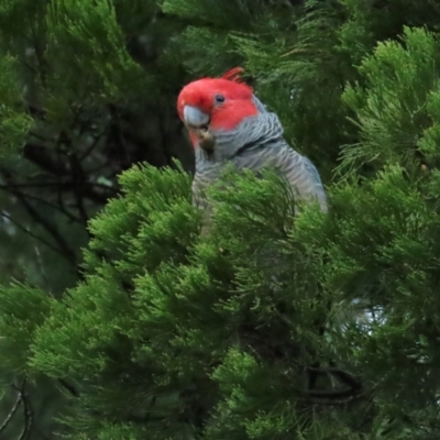 Callocephalon fimbriatum (Gang-gang Cockatoo) at Red Hill, ACT - 7 May 2023 by BenW
