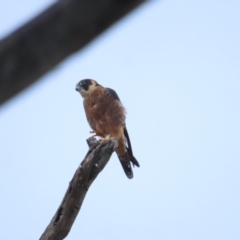 Falco longipennis (Australian Hobby) at Red Hill Nature Reserve - 6 May 2023 by TomW