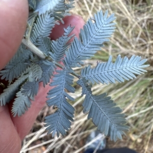 Acacia baileyana at Aranda, ACT - 7 May 2023