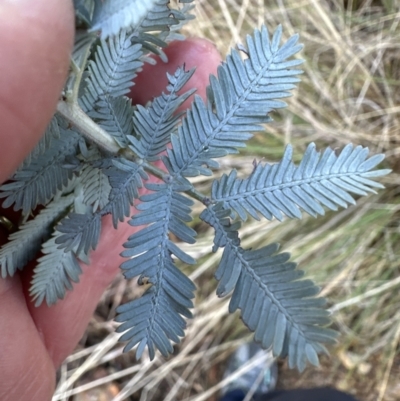 Acacia baileyana (Cootamundra Wattle, Golden Mimosa) at Aranda Bushland - 7 May 2023 by lbradley