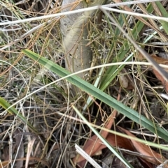 Acacia baileyana at Aranda, ACT - 7 May 2023