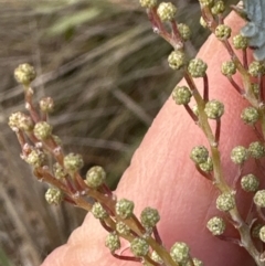 Acacia baileyana at Aranda, ACT - 7 May 2023