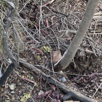 Acacia baileyana (Cootamundra Wattle, Golden Mimosa) at Aranda Bushland - 7 May 2023 by lbradley