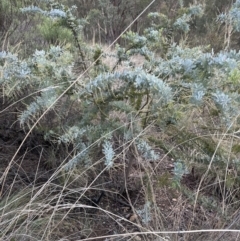 Acacia baileyana at Aranda, ACT - 7 May 2023