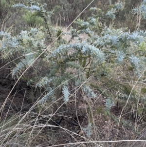 Acacia baileyana at Aranda, ACT - 7 May 2023