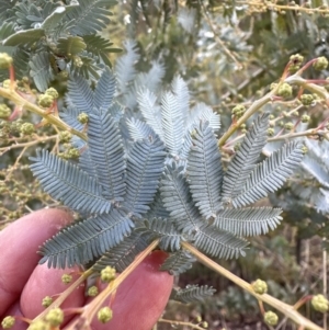 Acacia baileyana at Aranda, ACT - 7 May 2023