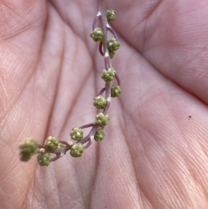 Acacia baileyana at Aranda, ACT - 7 May 2023