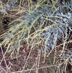 Acacia baileyana at Aranda, ACT - 7 May 2023