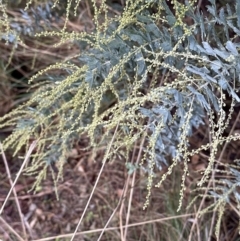 Acacia baileyana (Cootamundra Wattle, Golden Mimosa) at Aranda, ACT - 7 May 2023 by lbradley