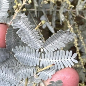 Acacia baileyana at Aranda, ACT - 7 May 2023