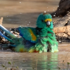 Psephotellus varius (Mulga Parrot) at Cunnamulla, QLD - 13 Aug 2017 by rawshorty