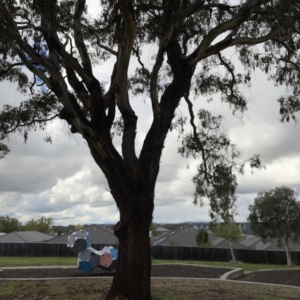 Eucalyptus melliodora at Casey, ACT - 7 May 2023