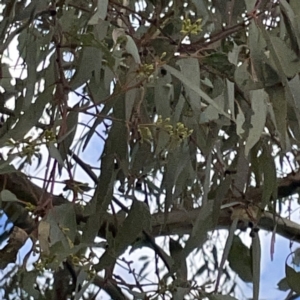 Eucalyptus melliodora at Casey, ACT - 7 May 2023 10:46 AM