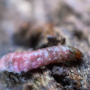 Maroga melanostigma at Casey, ACT - 7 May 2023