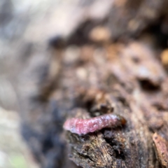 Maroga melanostigma at Casey, ACT - 7 May 2023