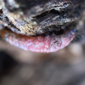 Maroga melanostigma at Casey, ACT - 7 May 2023