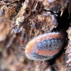 Monophlebulus sp. (genus) (Giant Snowball Mealybug) at Casey, ACT - 7 May 2023 by Hejor1