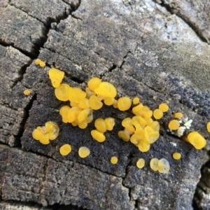 Gelatinous, on wood – genus uncertain at Casey, ACT - 7 May 2023