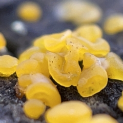 Gelatinous, on wood – genus uncertain at Casey, ACT - 7 May 2023 10:42 AM