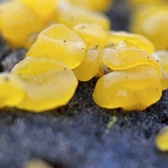 Gelatinous, on wood – genus uncertain at Casey, ACT - 7 May 2023