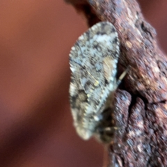 Nimbopsocus sp. (genus) at Casey, ACT - 7 May 2023 10:53 AM