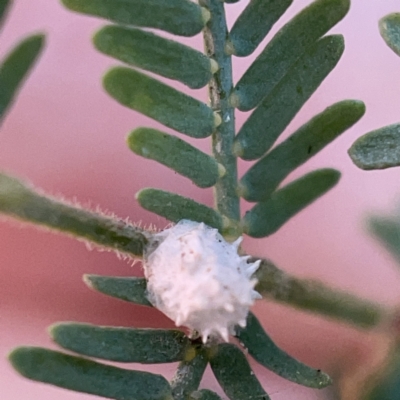 Unidentified Scale insect or Mealybug (Hemiptera, Coccoidea) at Casey, ACT - 7 May 2023 by Hejor1