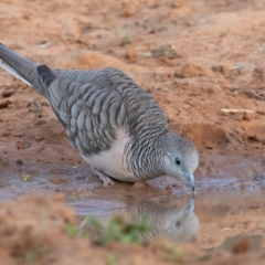 Geopelia placida (Peaceful Dove) at Cunnamulla, QLD - 13 Aug 2017 by rawshorty