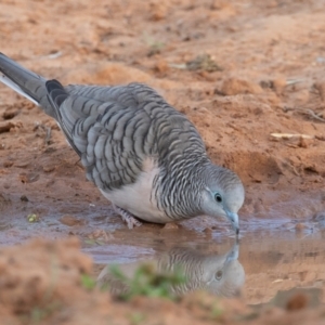 Geopelia placida at Cunnamulla, QLD - 14 Aug 2017