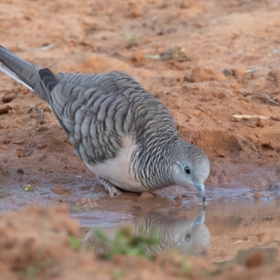 Geopelia placida (Peaceful Dove) at Cunnamulla, QLD - 13 Aug 2017 by rawshorty