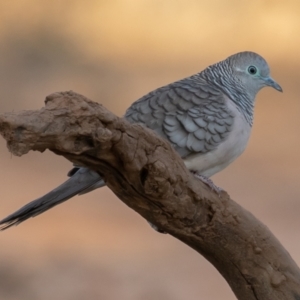 Geopelia placida at Cunnamulla, QLD - 14 Aug 2017