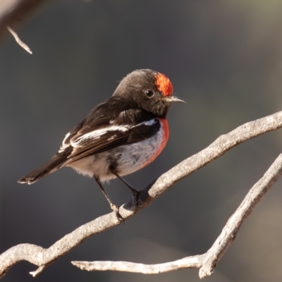Petroica goodenovii (Red-capped Robin) at Cunnamulla, QLD - 14 Aug 2017 by rawshorty