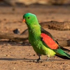 Aprosmictus erythropterus (Red-winged Parrot) at Cunnamulla, QLD - 13 Aug 2017 by rawshorty