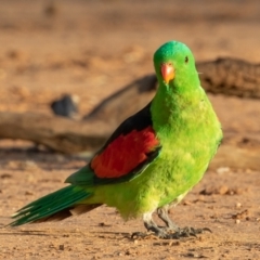 Aprosmictus erythropterus at Cunnamulla, QLD - 14 Aug 2017 07:28 AM