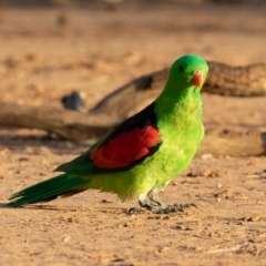 Aprosmictus erythropterus at Cunnamulla, QLD - 14 Aug 2017 07:28 AM