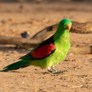 Aprosmictus erythropterus at Cunnamulla, QLD - 14 Aug 2017 07:28 AM