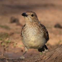 Chlamydera maculata at Cunnamulla, QLD - 14 Aug 2017 04:26 PM