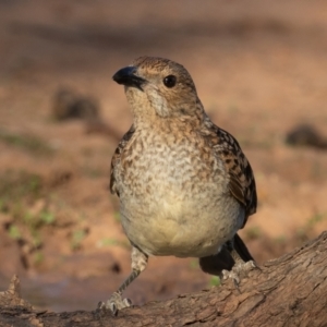 Chlamydera maculata at Cunnamulla, QLD - 14 Aug 2017 04:26 PM