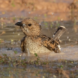 Chlamydera maculata at Cunnamulla, QLD - 14 Aug 2017