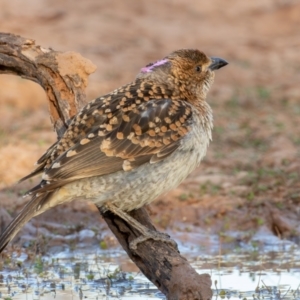 Chlamydera maculata at Cunnamulla, QLD - 14 Aug 2017 08:02 AM