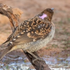 Chlamydera maculata at Cunnamulla, QLD - 14 Aug 2017