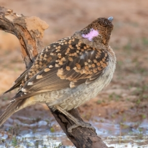 Chlamydera maculata at Cunnamulla, QLD - 14 Aug 2017