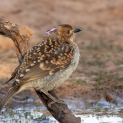 Chlamydera maculata at Cunnamulla, QLD - 14 Aug 2017