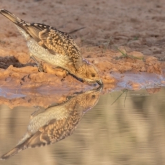 Chlamydera maculata at Cunnamulla, QLD - 14 Aug 2017