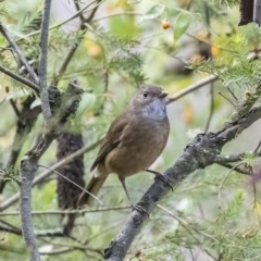 Pachycephala olivacea (Olive Whistler) at ANBG - 1 May 2023 by ReeniRoo