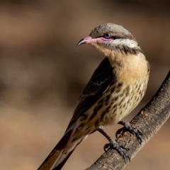 Acanthagenys rufogularis (Spiny-cheeked Honeyeater) at Cunnamulla, QLD - 14 Aug 2017 by rawshorty
