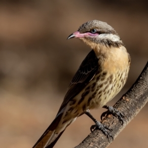 Acanthagenys rufogularis at Cunnamulla, QLD - 14 Aug 2017