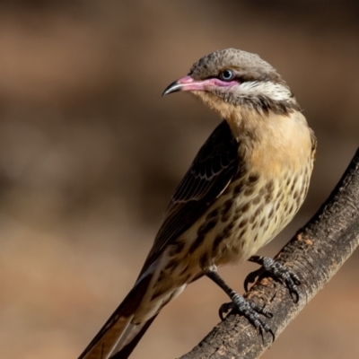 Acanthagenys rufogularis (Spiny-cheeked Honeyeater) at Cunnamulla, QLD - 13 Aug 2017 by rawshorty