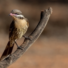 Acanthagenys rufogularis at Cunnamulla, QLD - 14 Aug 2017 08:47 AM