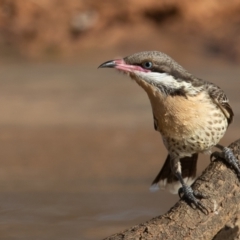 Acanthagenys rufogularis at Cunnamulla, QLD - 14 Aug 2017