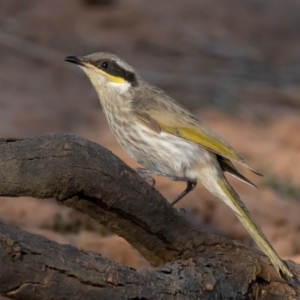 Gavicalis virescens at Cunnamulla, QLD - 14 Aug 2017 04:30 PM